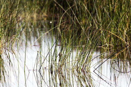 Grass on lake