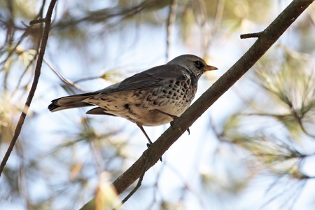 Thrush on tree's branch