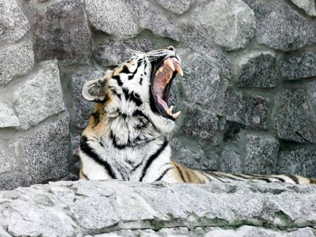 Yawning tigerの写真素材