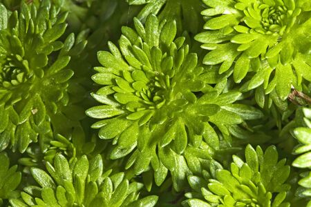 Echeveria on flowerbed close upの写真素材