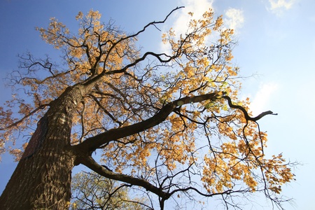 Tree on autumn blue sky background