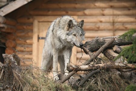Wolf  near wood's buildingの写真素材