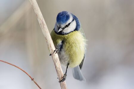 Bluetit  posing on branchの写真素材