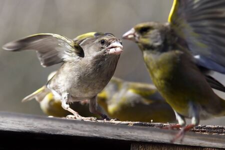 Greenfinch cockerelの写真素材