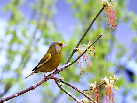 Greenfinch male posing on blooming branchの写真素材