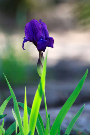 Blue-violet iris flower in gardenの写真素材