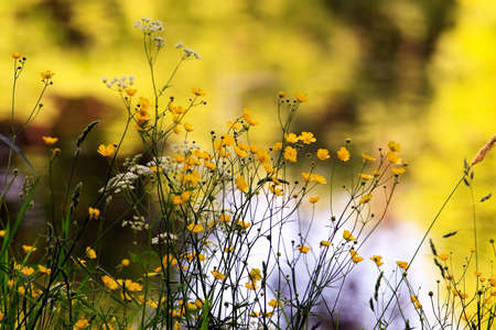 Field's flowers on shoreの写真素材