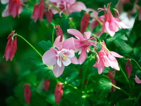 Flowers patternの写真素材