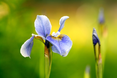 Blue siberian iris on flowerbedの写真素材