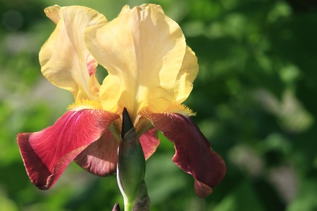 yellow-red bearded iris in garden
