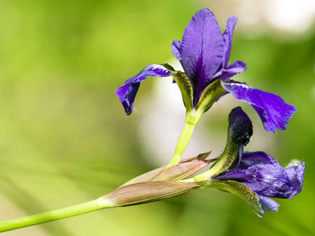 Blue iris branch