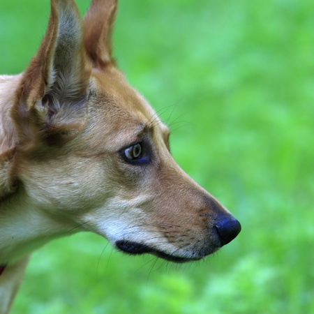 Glance of hunting dogの写真素材