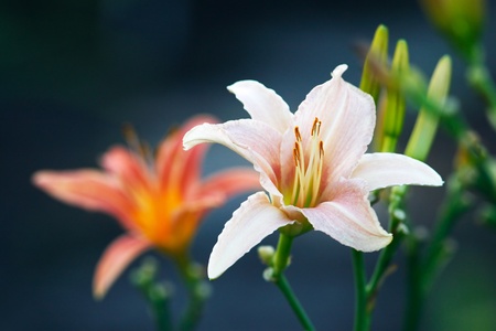 Pink day lily in summer gardenの写真素材