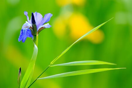 Siberian iris and grass