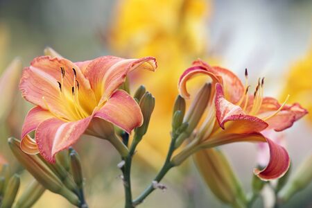 Day lily buds close upの写真素材