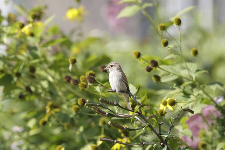Red basked shrike huntingの写真素材