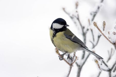 Great tit on winter branch looks backの写真素材