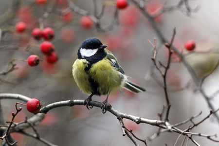 Great tit on branch with red berriesの写真素材