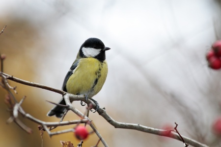Great tit on hawthorn branch with red berriesの写真素材