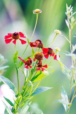 Red flowers bush in gardenの写真素材