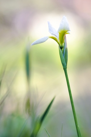 White iris flower in gardenの写真素材