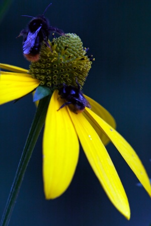 Bumblebee on yellow flower