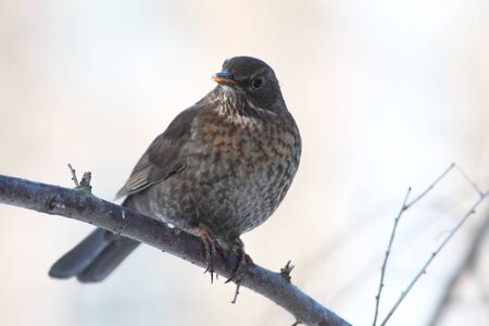 Blackbird female on bush branch