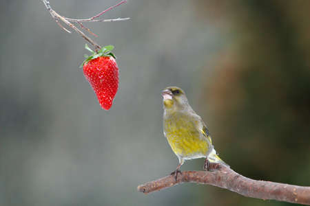 Hungry greenfinch looking on red strawberry