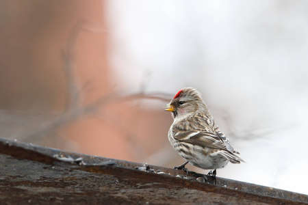 Red poll and seeds on roofの写真素材