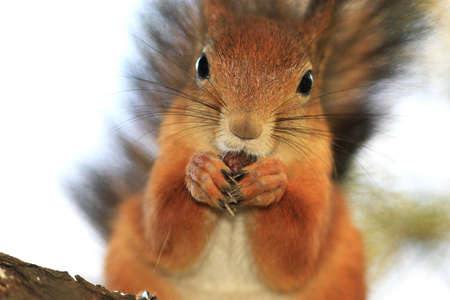 Squirrel hold its paws and eating nut