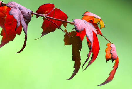Japanese crimson color maple branch 