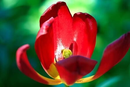 Red tulip flower bud dropの写真素材