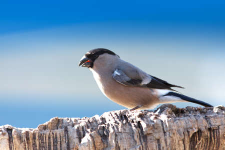 Bullfinch female portrait in profileの写真素材