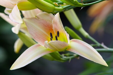 Lily flower bud close up の写真素材
