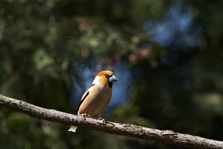 Grosbeak sitting on treeの写真素材