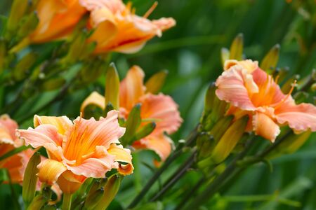 Pink day lily flowers in gardenの写真素材