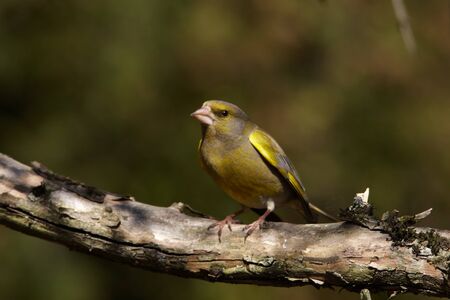 Greenfinch male portraitの写真素材
