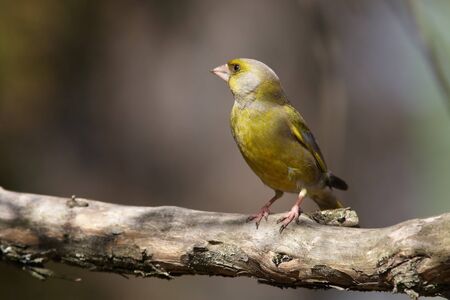 Greenfinch male  golden bird-likeの写真素材