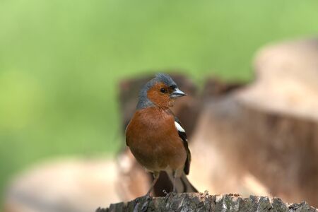 Chaffinch male posing on spumpの写真素材