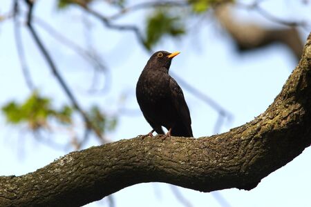 Blackbird on branch in habitatの写真素材
