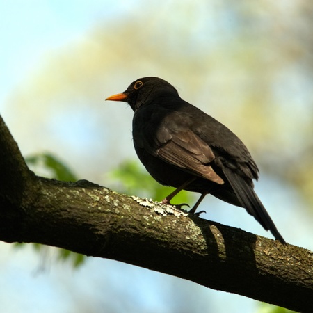 Blackbird on spring tree branchの写真素材