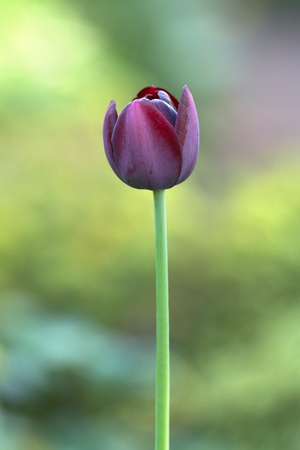 Violet variety tulip bud i gardenの写真素材