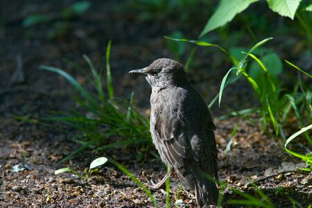 Young starling on land