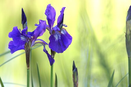 Violet irises in sunshine garden