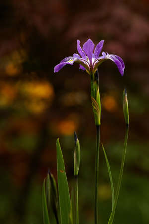 Multicolor variety iris bushの写真素材