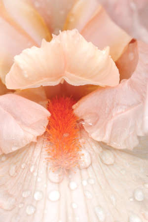 Pink bearded iris close upの写真素材