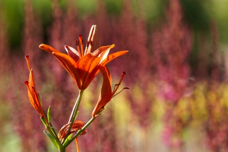 Red lily in gardenの写真素材