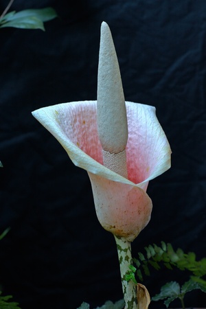 Very rare tropical flower budの写真素材