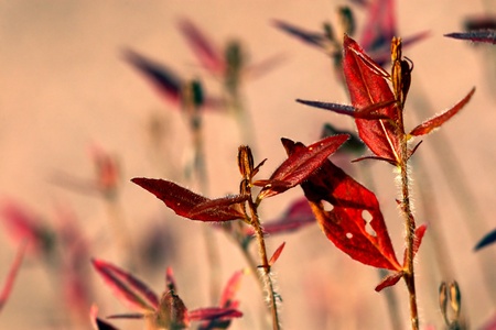 Exotic red plants with shadows