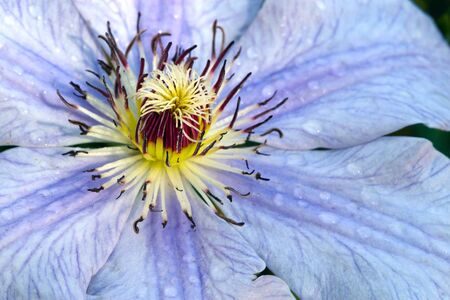 Clematis flower bud close upの写真素材